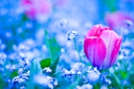 Pink Flower